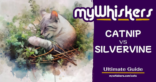 Catnip vs Silvervine: Definitive Guide for Cat Owners - myWhiskers, LLC