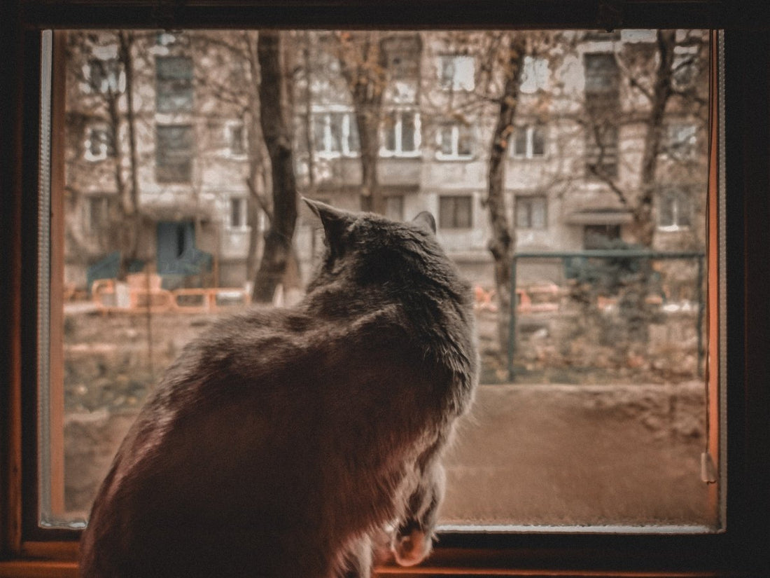 Lonely Cat Syndrome: What Are the Signs and Solutions to Cat Loneliness - myWhiskers, LLC